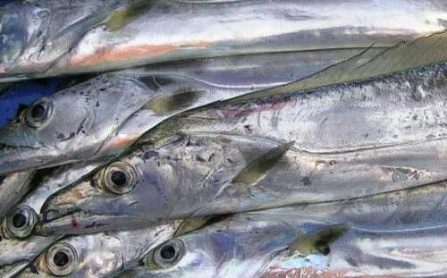 海鲜大礼包野生带鱼和养殖带鱼有区别吗？